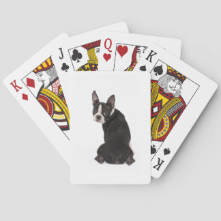 Boston Terrier Looking at You Playing Cards