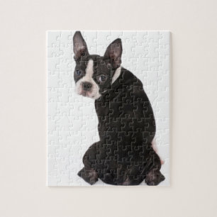Boston Terrier Looking at You Puzzle with Gift Box