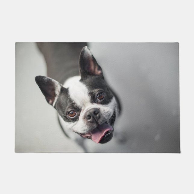 Boston Terrier Looks Up Doormat (Front)
