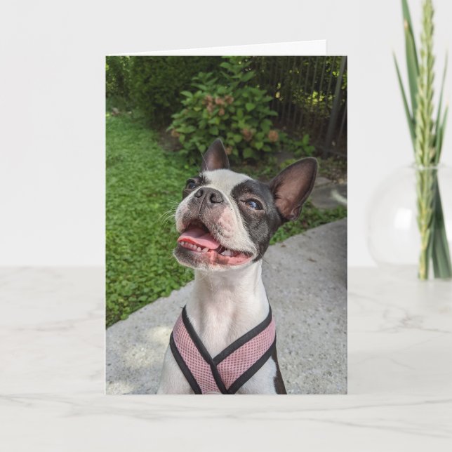 Boston Terrier Love Card (Front)