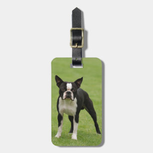 Boston terrier luggage tag