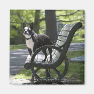 Boston Terrier Magnet