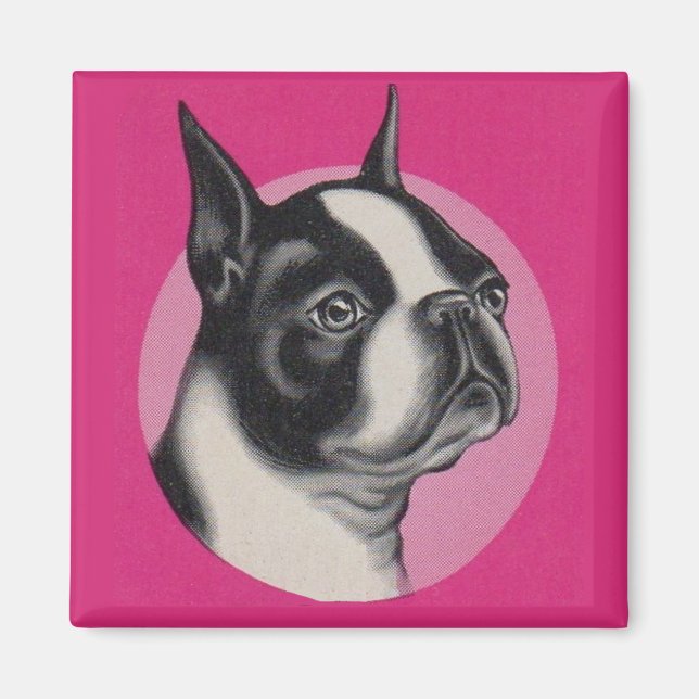  Boston terrier  Magnet (Front)