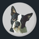 Boston Terrier Magnet<br><div class="desc">The Boston Terrier is a lively, highly intelligent, smooth coated, short-headed, compactly built, short-tailed, well-balanced dog. Their sweet disposition quickly endears them to everyone they meet making them a very popular breed. They require only a moderate amount of exercise and a minimum amount of grooming. The breed is easy to...</div>