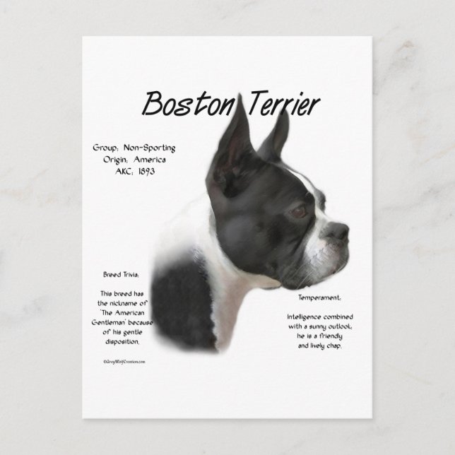 Boston Terrier Meet the Breed Postcard (Front)