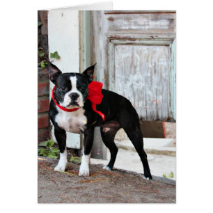 Boston Terrier - Miles