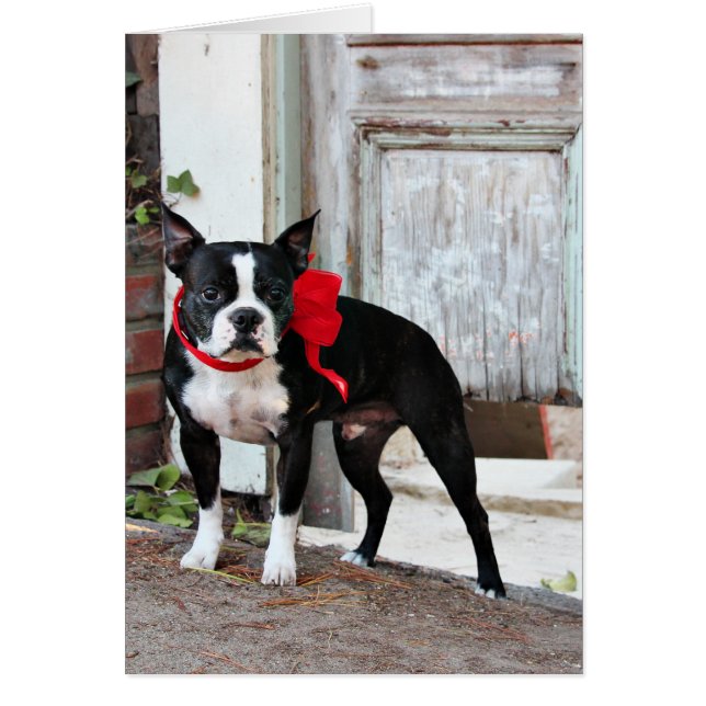Boston Terrier - Miles (Front)