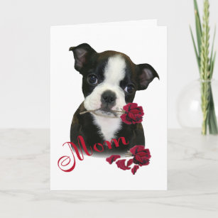 Boston Terrier Mom Holiday Card