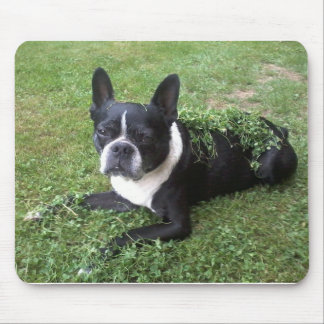 Boston terrier mouse pad