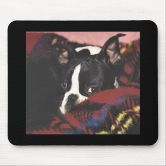 Boston Terrier:  Peek-a-Boo Mouse Pad
