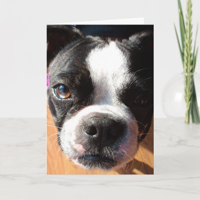 Boston Terrier PENSANT À VOUS carte de voeux (Devant)