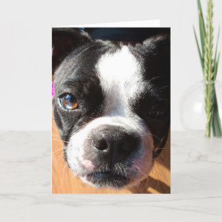 Boston Terrier PENSANT À VOUS carte de voeux
