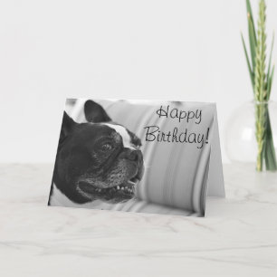 Boston Terrier photo Card
