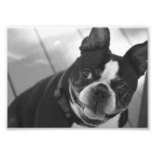 Boston terrier photo print