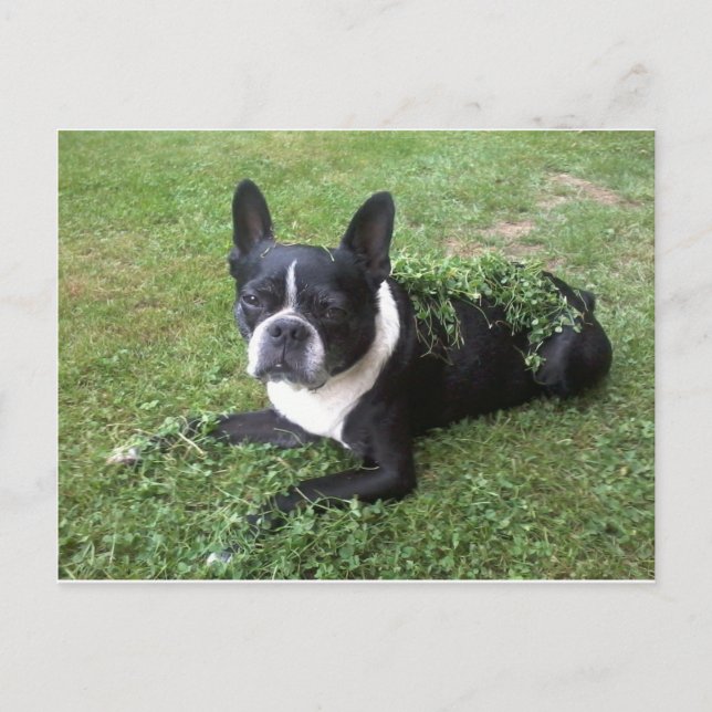 boston terrier post card (Front)