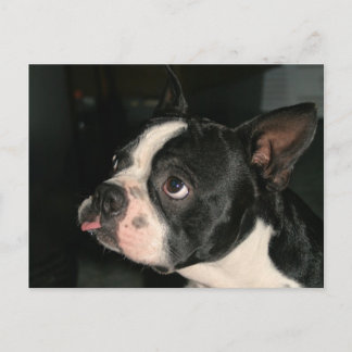 Boston Terrier Post Card Phhhhhtt!
