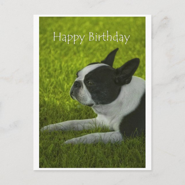 Boston Terrier Postcard (Front)