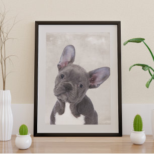 Boston Terrier Poster