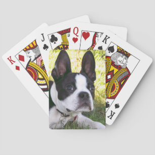 Boston Terrier Pup Deck of Cards