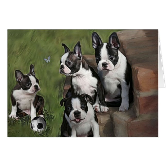 Boston Terrier Puppies (Front Horizontal)