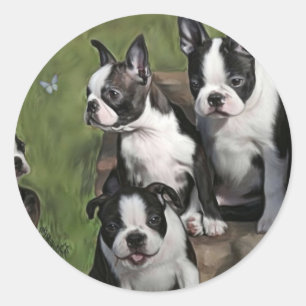 Boston Terrier Puppies Classic Round Sticker