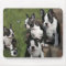 Boston Terrier Puppies