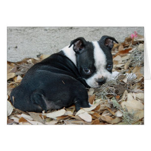 Boston Terrier Puppy