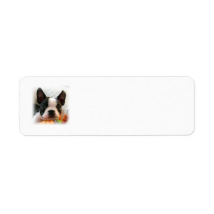 Boston Terrier Puppy