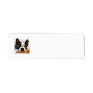 Boston Terrier Puppy