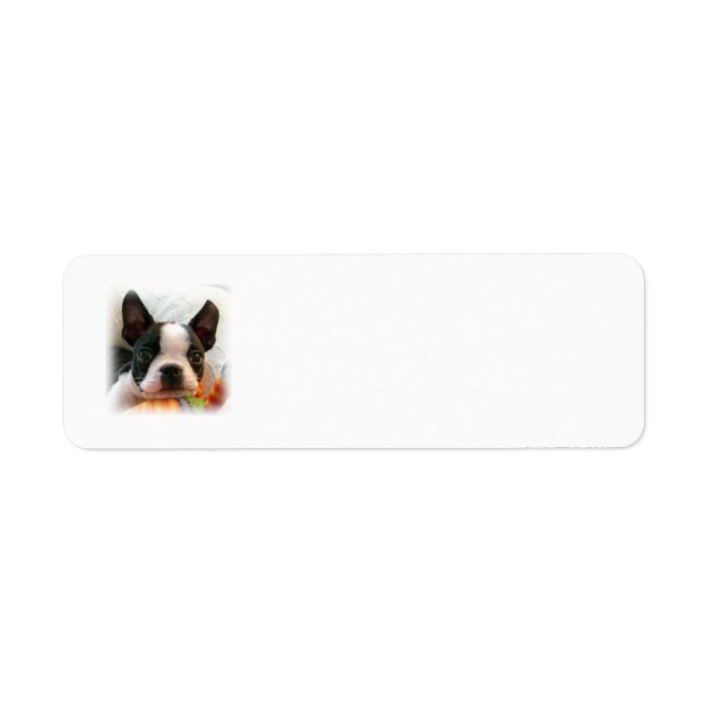 Boston Terrier Puppy (Devant)