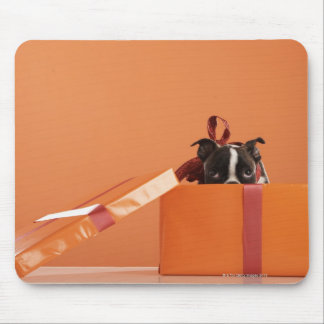 Boston terrier puppy in gift box mouse pad