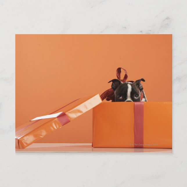Boston terrier puppy in gift box postcard (Front)