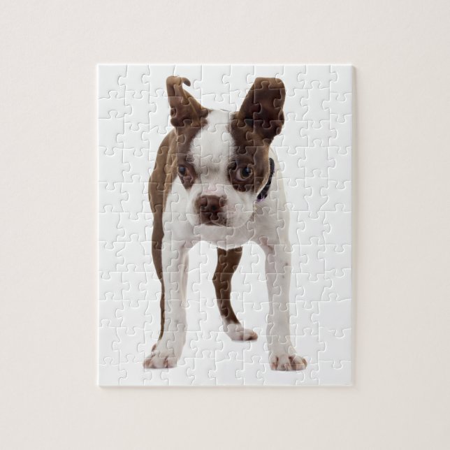 Boston Terrier Puppy Jigsaw Puzzle (Vertical)