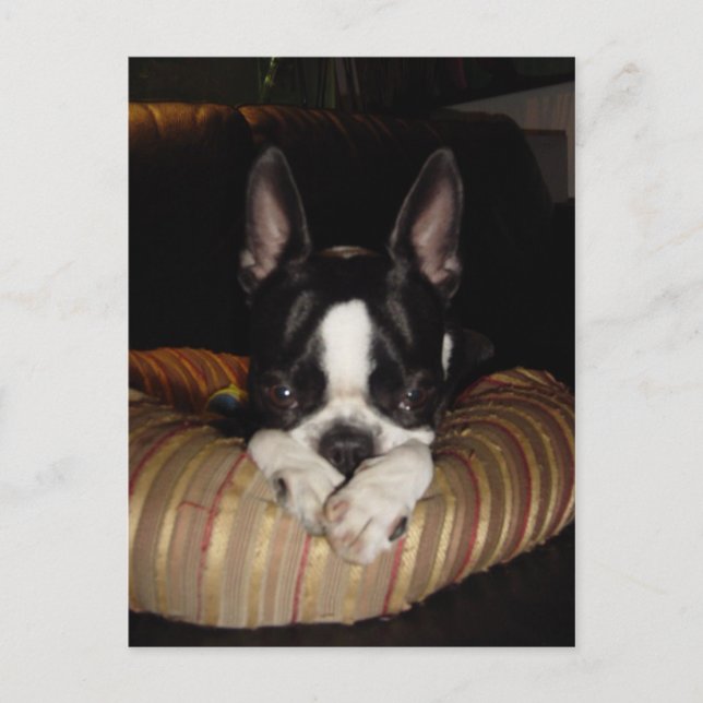Boston Terrier puppy postcard (Front)