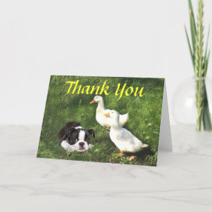 Boston Terrier Puppy Thank You Card Ducks