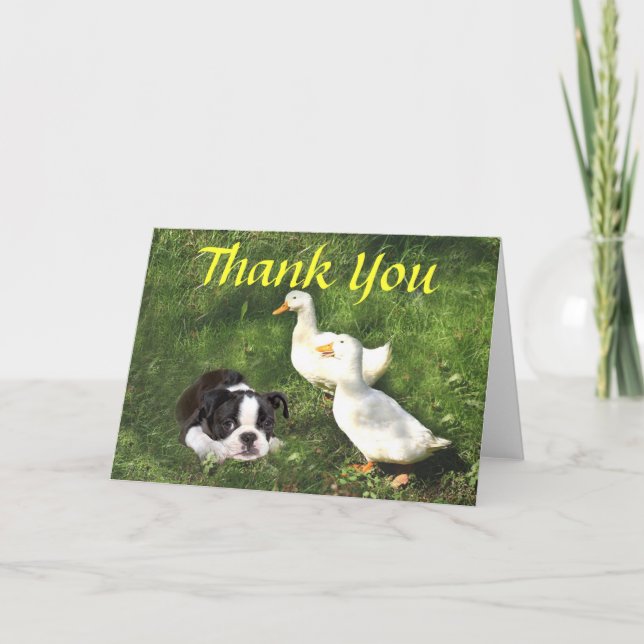 Boston Terrier Puppy Thank You Card Ducks (Front)