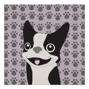 Boston Terrier, Purple lavender Poster