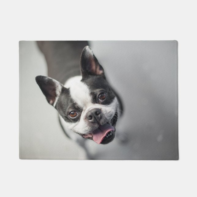 Boston Terrier regarde vers le tapis (Devant)
