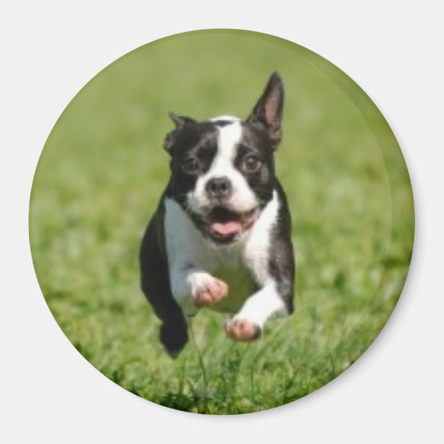 Boston Terrier Running Magnet (Devant)