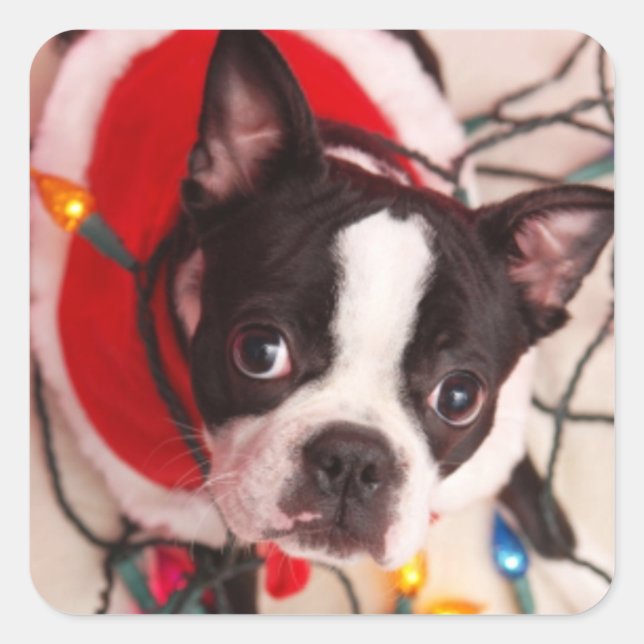 Boston Terrier Santa in Twinkling Lights Stickers (Front)