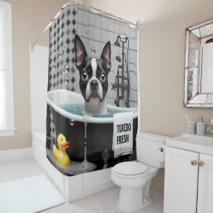 Boston Terrier Sloppy Sleepy Cute Funny