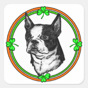 Boston Terrier St Patrick's Day Square Sticker