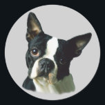 Boston Terrier Sticker<br><div class="desc">The Boston Terrier is a lively, highly intelligent, smooth coated, short-headed, compactly built, short-tailed, well-balanced dog. Their sweet disposition quickly endears them to everyone they meet making them a very popular breed. They require only a moderate amount of exercise and a minimum amount of grooming. The breed is easy to...</div>