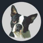 Boston Terrier Sticker<br><div class="desc">The Boston Terrier is a lively, highly intelligent, smooth coated, short-headed, compactly built, short-tailed, well-balanced dog. Their sweet disposition quickly endears them to everyone they meet making them a very popular breed. They require only a moderate amount of exercise and a minimum amount of grooming. The breed is easy to...</div>