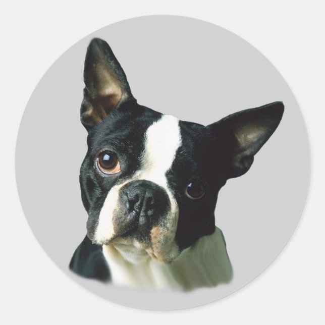 Boston Terrier Sticker (Front)