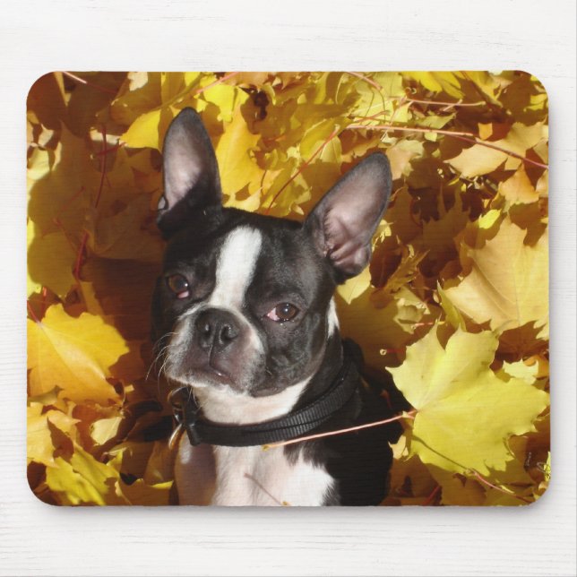 Boston Terrier Surrounded by Fall Leaves Mousepad (Front)