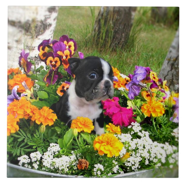 Boston terrier tile (Front)