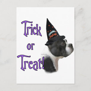 Boston Terrier Trick Postcard