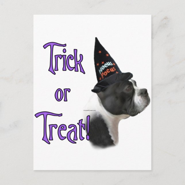 Boston Terrier Trick Postcard (Front)