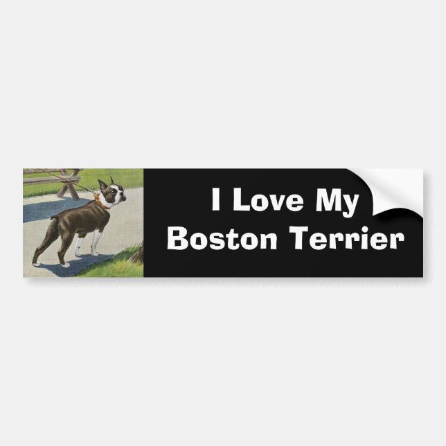 Boston Terrier Vintage Bumper Sticker (Front)